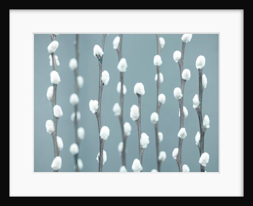 Pussy Willow twigs by Assaf Frank